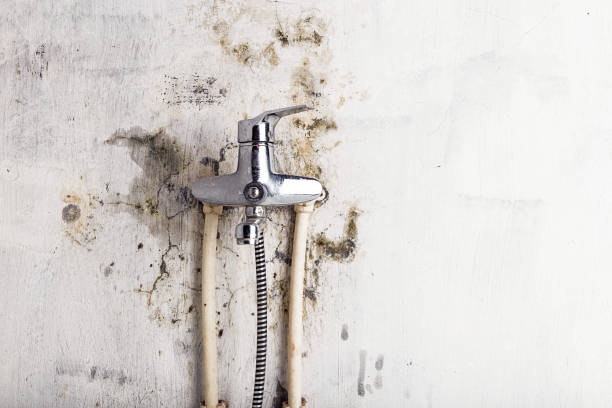 Best Black Mold Removal  in Flora, IN