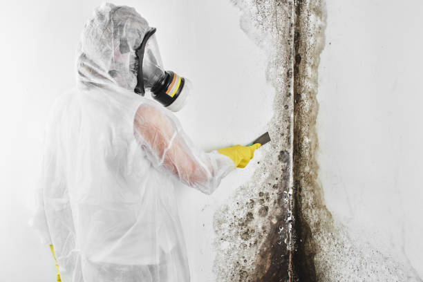Best Crawl Space Mold Removal  in Flora, IN