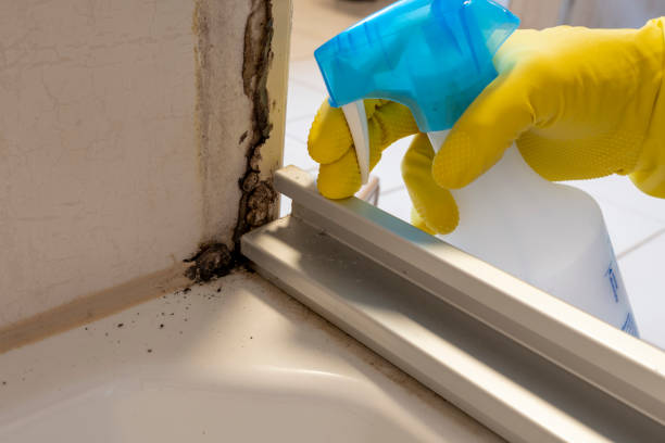 Best Office Mold Removal Services  in Flora, IN