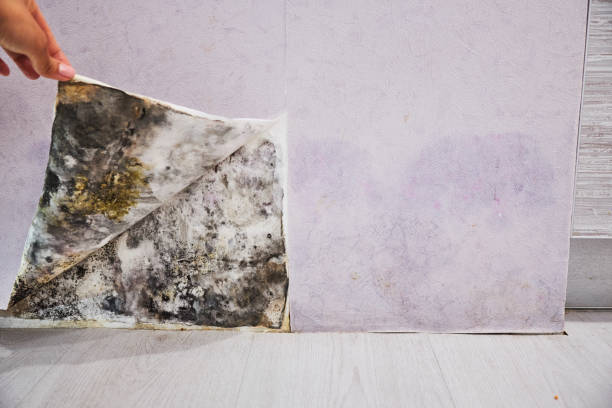Best Attic Mold Removal  in Flora, IN